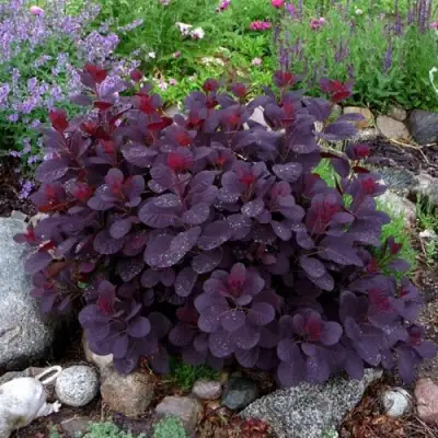 Скумпия РОЯЛ ПЕРПЛ кожевенная в Слуцке