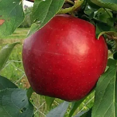 Яблоня РЕДФРИ в Слуцке