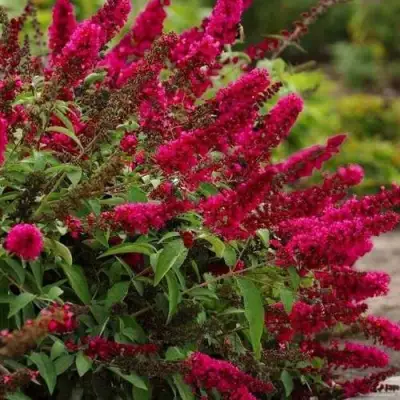 Буддлея давида РОЯЛ РЕД в Слуцке
