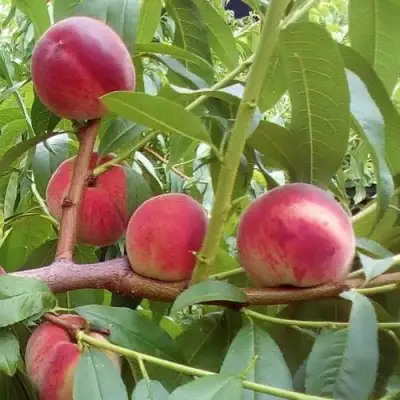 Персик КИЕВСКИЙ РАННИЙ в Слуцке