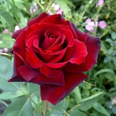 Роза ТАБУ чайно-гибридная в Слуцке