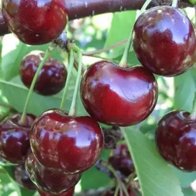 Вишня ЖАДАНА в Слуцке