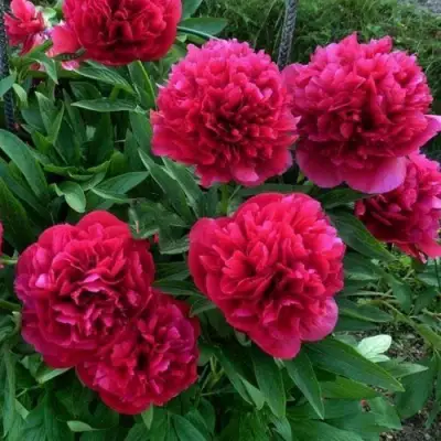 Пион БЕЛГРАВИЯ травянистый в Слуцке