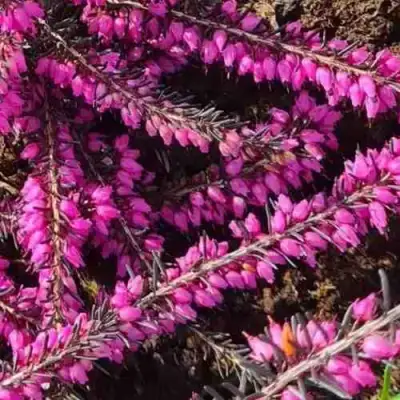 ЭРИКА "АЛЬПИЙСКИЙ ВЕРЕСК" (зимующая) сорт АТРОРУБРА в Слуцке