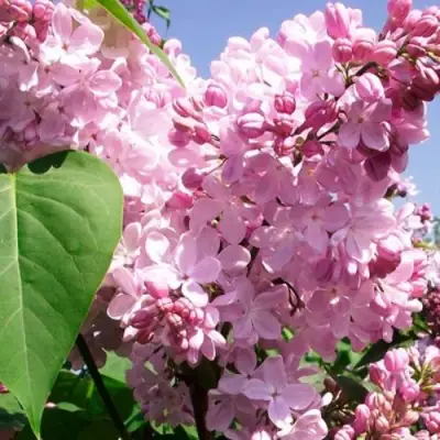 Сирень АДЕЛИНА в Слуцке