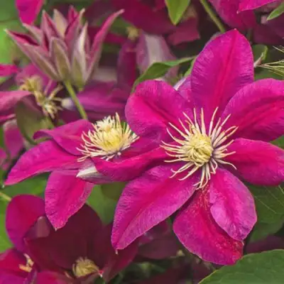 Клематис ЭРНЕСТ МАРКХАМ в Слуцке