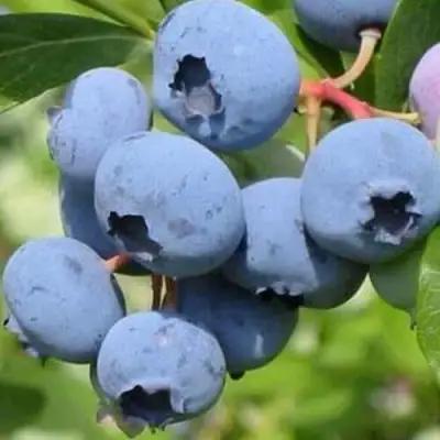 Голубика ДАРРОУ в Слуцке