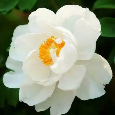 Пион ЛЕТНИЙ ДВОРЕЦ древовидный в Слуцке