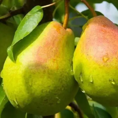 Груша ФЛЕЙТА в Слуцке