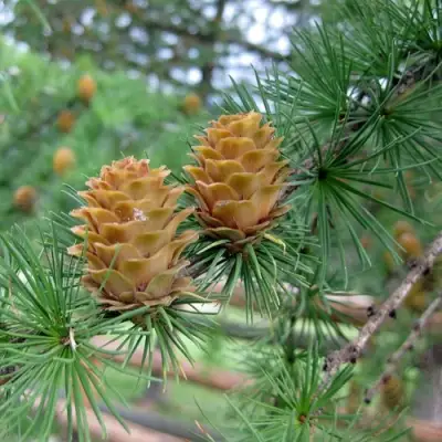 Лиственница КЕМПФЕРА в Слуцке