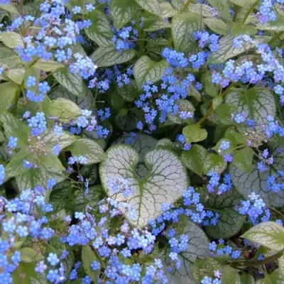 Бруннера ДЖЭК ФРОСТ в Слуцке