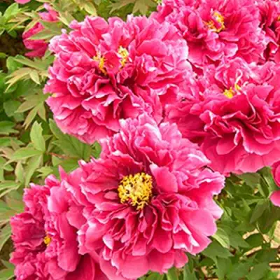 Пион ВОСХОД СОЛНЦА древовидный в Слуцке