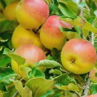 Яблоня ПАМЯТЬ БЛЫНСКОГО колонновидная в Слуцке