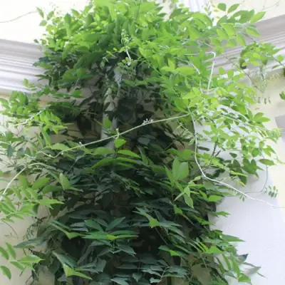 Глициния макростахия БЛЮ МУН в Слуцке