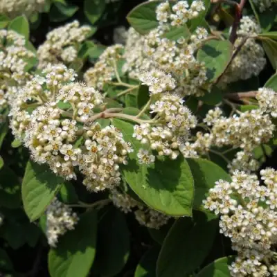 Кизильник пузырчатый в Слуцке