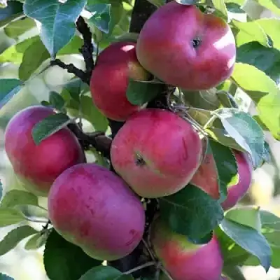 Яблоня ЕСЕНИЯ колонновидная в Слуцке