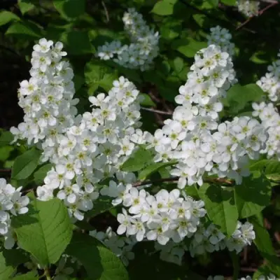 Черемуха ПАМЯТИ САЛАМАТОВА в Слуцке