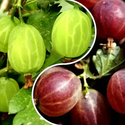 Комплект СКАЗКА в Слуцке