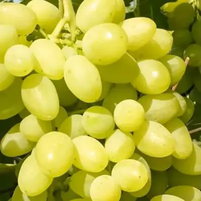 Виноград ДОЛГОЖДАННЫЙ в Слуцке