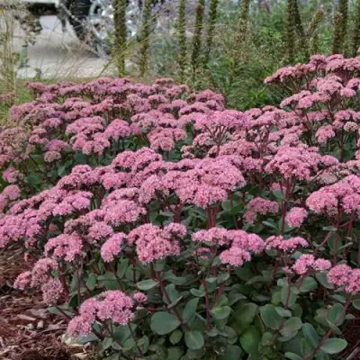 Очиток (седум) МАТРОНА в Слуцке