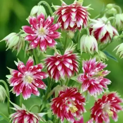 Аквилегия БАРЛОУ НОРА гибрид МакКаны в Слуцке