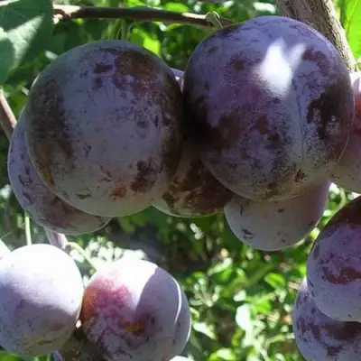 Слива РЕНКЛОД ХАРИТОНОВОЙ в Слуцке