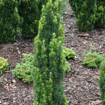 Тис ВОЙТЕК средний  в Слуцке