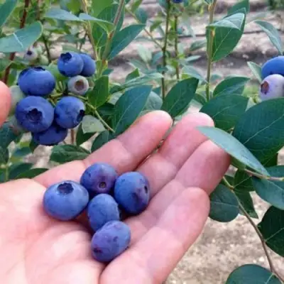 Голубика НОРТ КАНТРИ в Слуцке