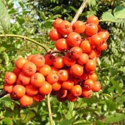 Рябина КОНЦЕНТРА сладкоплодная в Слуцке