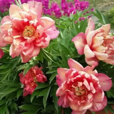 Пион ДЖУЛИЯ РОУЗ ито-гибрид в Слуцке