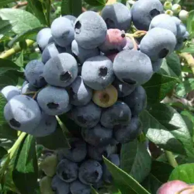 Голубика КРОЭТЭН в Слуцке