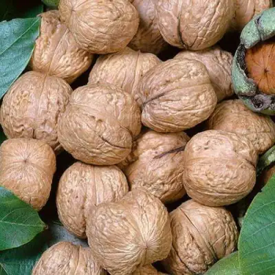 Грецкий орех ПРЕЗИДЕНТ в Слуцке