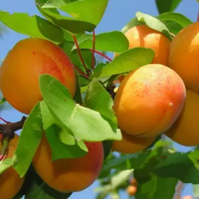 Абрикос КИЕВСКИЙ РАННИЙ в Слуцке