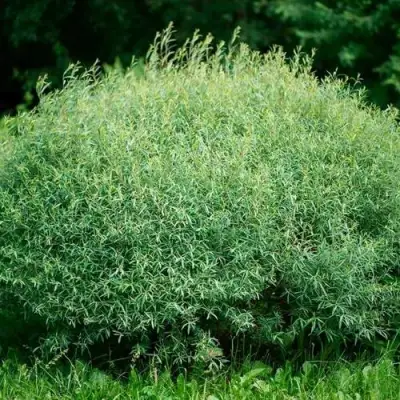 Ива НАНА пурпурная в Слуцке