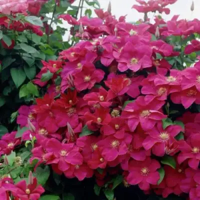 Клематис РУЖ КАРДИНАЛ в Слуцке