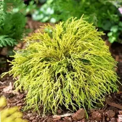 Кипарисовик ВАВЕЛ горохоплодный в Слуцке