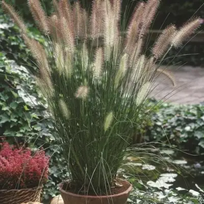 Пеннисетум ХАМЕЛН в Слуцке