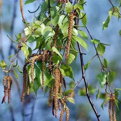 Береза ПОВИСЛАЯ в Слуцке
