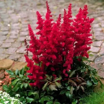 Астильба ГЛАТ Арендса в Слуцке