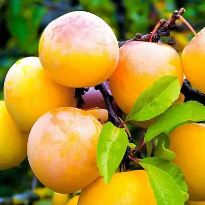 Слива МИНСКАЯ в Слуцке