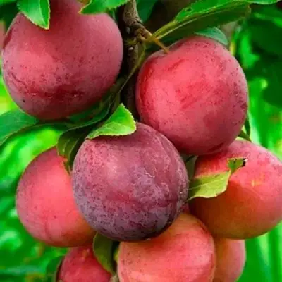 Слива КЛЕОПАТРА в Слуцке