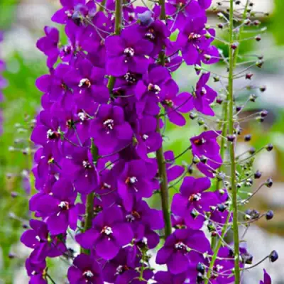 Коровяк ВИОЛЕТТА (вербаскум) в Слуцке