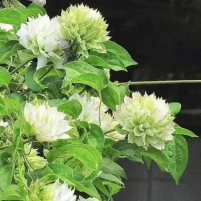 Клематис КОХАНА в Слуцке