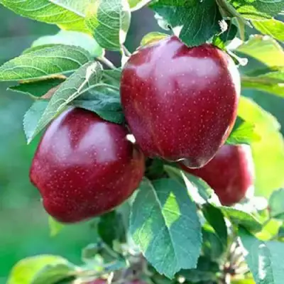 Яблоня РЕД ДЕЛИШЕС в Слуцке