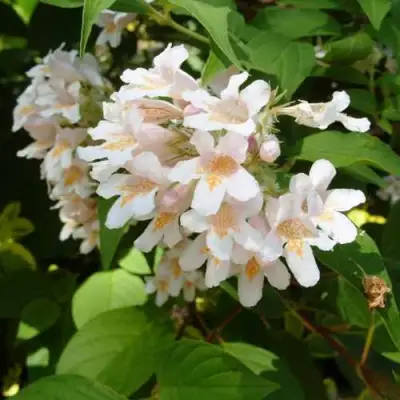 Кольквиция прелестная в Слуцке