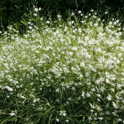 Венечник ветвистый в Слуцке