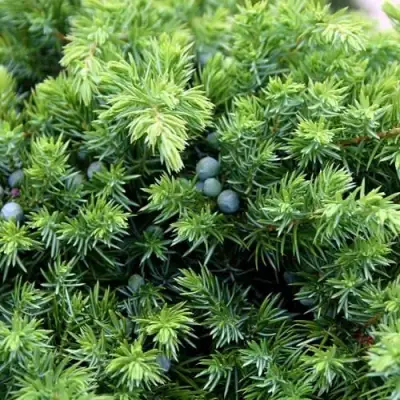 Можжевельник ШЛЯГЕР прибрежный в Слуцке