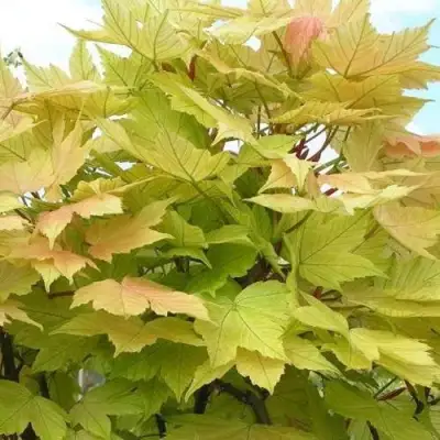 Клен ложноплатановый в Слуцке