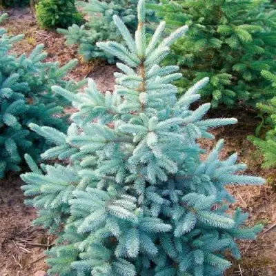 Ель КЕЙБАБ колючая в Слуцке