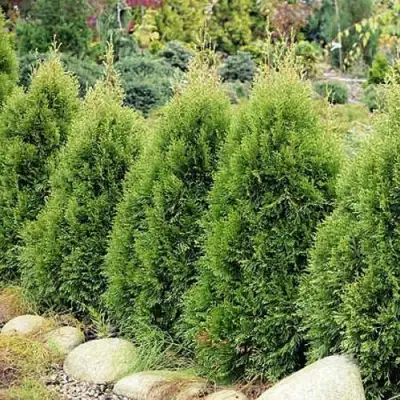 Туя СМАРАГД ВИТБОНТ западная в Слуцке